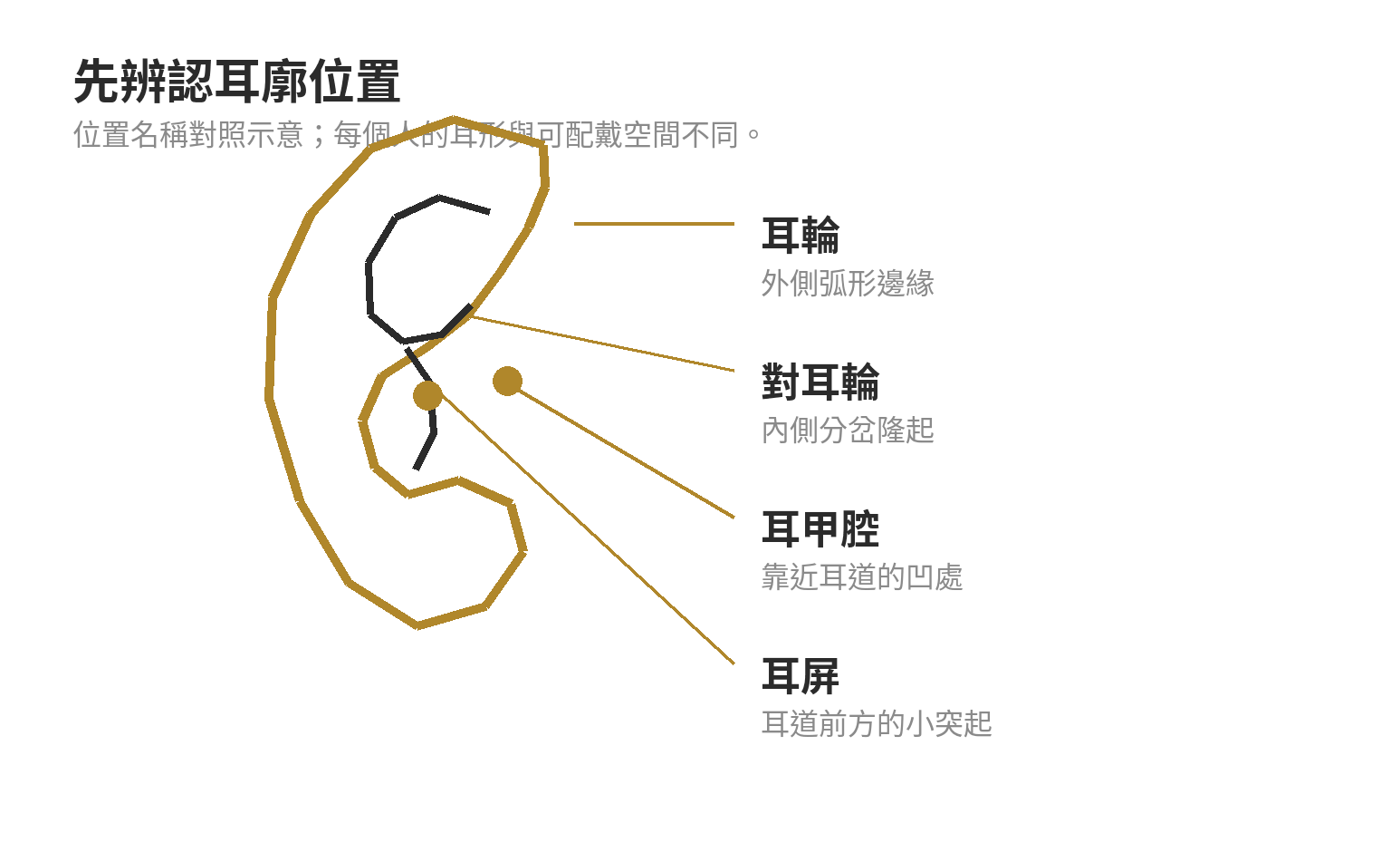 外耳位置示意圖,標出耳輪、對耳輪、耳甲腔與耳屏